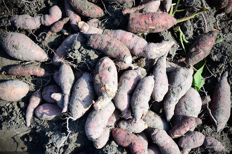 每一次低頭都是向土地致敬！體驗農人們的蕃薯精神_img_17